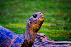 Galapagos Tortiose Oklahoma City Zoo