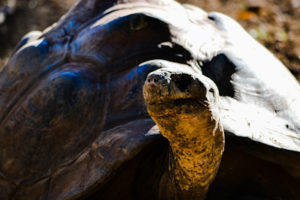 Giant Aldabra Tortiose Dallas Zoo