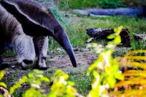 Giant Anteater Dallas Zoo