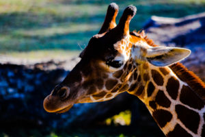 Giraffe 3 Dallas Zoo