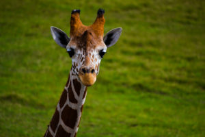 Giraffe Frank Buck Zoo 2