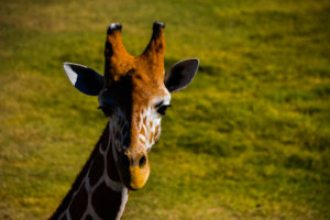 Giraffe Frank Buck Zoo
