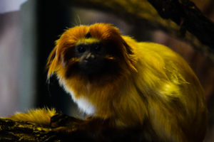 Golden Lion Tamarin Oklahoma City Zoo