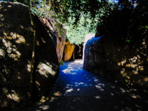 Gorilla Trails Kopje Dallas Zoo