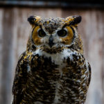 Great Horned Owl 2