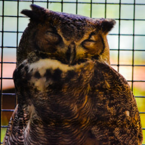 Great Horned Owl Frank Buck Zoo