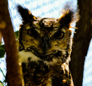 Great Horned Owl Hutchinson Zoo