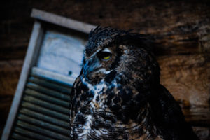 Great-horned Owl Oklahoma City Zoo