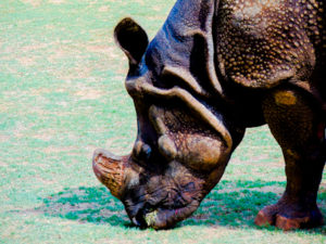 Greater One Horned Rhino Oklahoma City Zoo