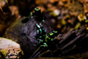 Green & Black Poison Dart Frog Oklahoma City Zoo