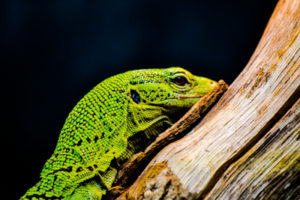 Green Tree Monitor Oklahoma City Zoo