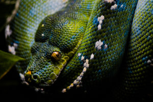 Green Tree Python 2 Oklahoma City Zoo