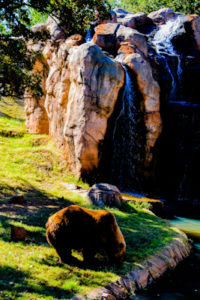 Grizzly Bear Oklahoma City Zoo