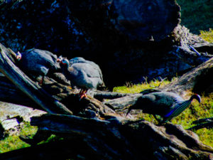 Guinea Fowl Dallas Zoo