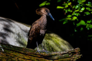 Hamerkop Dallas Zoo