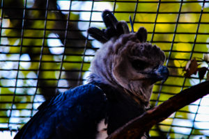 Harpy Eagle Dallas Zoo