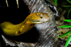 King Cobra Dallas Zoo