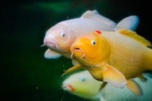 Koi Dallas Zoo