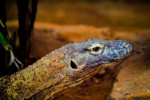 Komodo Dragon 2 Oklahoma City Zoo