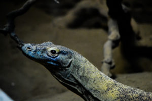 Komodo Dragon Dallas Zoo