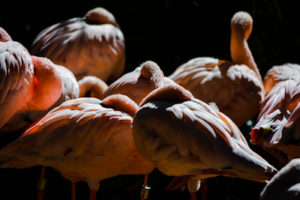 Lesser Flamingo Dallas Zoo