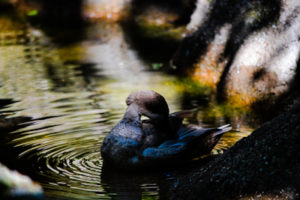 Marbled Teal Dallas Zoo