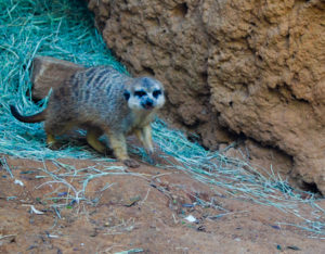 Meerkat Dallas Zoo