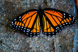 Monarch Butterfly Hutchinson Zoo