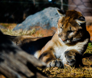 Mountain Lion 2 Oklahoma City Zoo