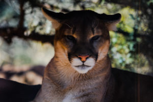 Mountain Lion 4 Oklahoma City Zoo