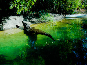 Nile Crocodile 2 Dallas Zoo