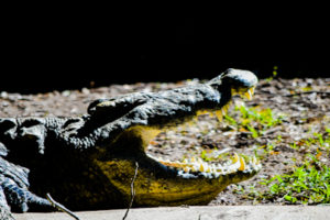 Nile Crocodile Dallas Zoo