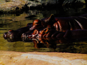 Nile River Hippo Dallas Zoo