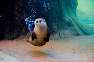 North American River Otter 2 Oklahoma City Zoo