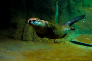 North American River Otter Oklahoma City Zoo