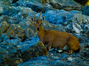 Nubian Ibex Frank Buck Zoo Gainesville TX 2