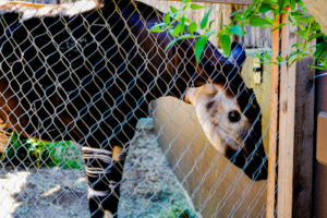 Okapi Dallas Zoo