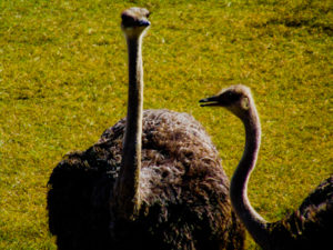 Ostrich Frank Buck Zoo Gainesville TX 2