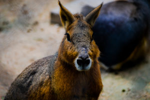 Patagonian Cavy Frank Buck Zoo 2