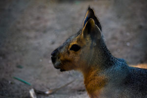 Patagonian Cavy Frank Buck Zoo