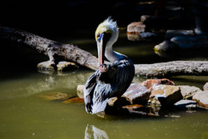 Pelican Dallas Zoo