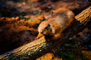 Prairie Dog 3 Oklahoma City Zoo