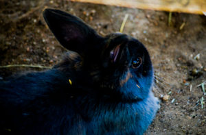 Rabbit Hutchinson Zoo