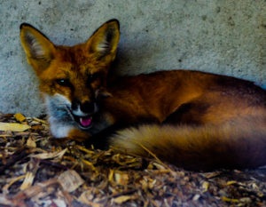 Red Fox Hutchinson Zoo