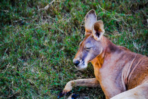 Red Kangaroo Frank Buck Zoo