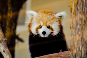 Red Panda 13 Oklahoma City Zoo