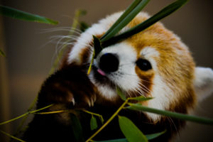 Red Panda 3 Oklahoma City Zoo