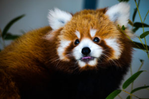 Red Panda 7 Oklahoma City Zoo