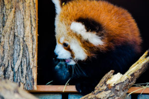 Red Panda Oklahoma City Zoo