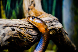 Red Spitting Cobra 2 Oklahoma City Zoo